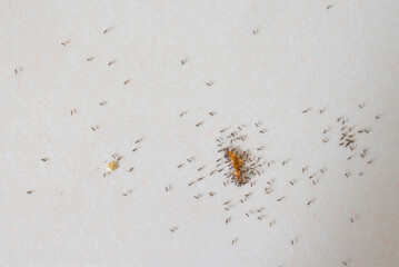 Ants are a group of ants.