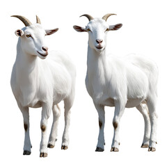 Fototapeta premium Two white goats standing, transparent background, front view and side view, hyper-realistic photography