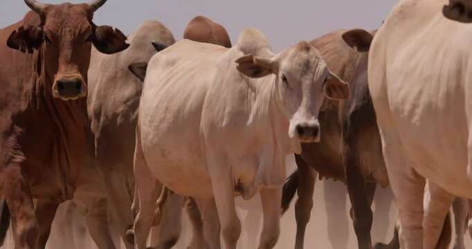 Close up shot of a herd of boran cattle (Bos indicus) frame striding in the grasslands of kenya during the afternoon