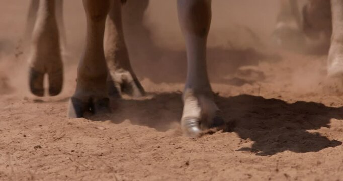 Extreme close up pan shot of a herd of boran cattle (Bos indicus) hooves kicking up dust as they walk in the plains of kenya at eventide