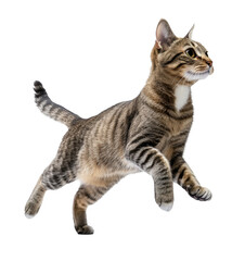 Tabby Cat in Motion