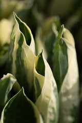 vertical portrait of a close-up of freshly sprouted green and yellow plantain lilies