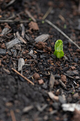 vertical close-up of a small green plant sprouting out for dirt and wood chips 