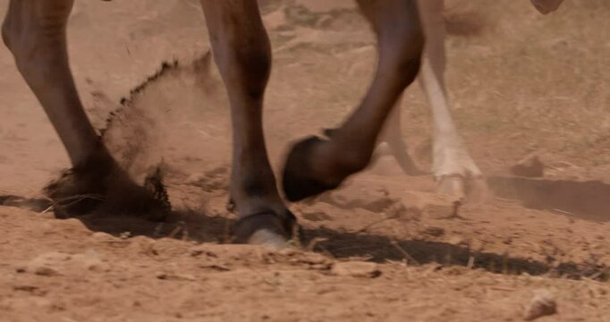 Close up shot of a herd of boran cattle (Bos indicus) legs walking in the savanna during evening in kenya