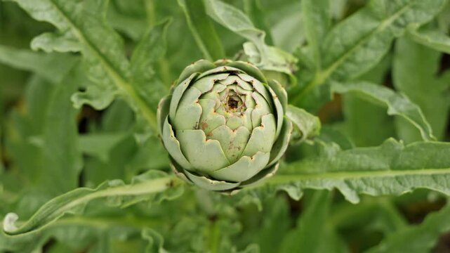 Un artichaut encore ferm&eacute; se dresse au centre d'un jardin, entour&eacute; de feuilles vertes abondantes. La sc&egrave;ne &eacute;voque la saison de croissance des l&eacute;gumes au printemps.