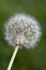 vertical portrait of a close-up of a dandelion with their seeds against a dark green background, make a wish