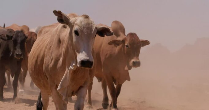 Close up tracking  shot of a flock of boran cattle (Bos indicus) bodies strolling in the grasslands of kenya during evening
