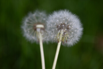 horizontal portrait of a close-up of two dandelions with their seeds against a dark green background