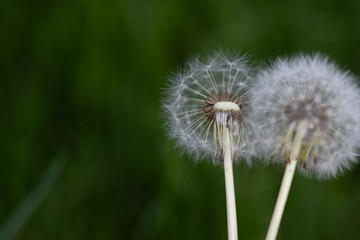 horizontal portrait of a close-up of two dandelions with their seeds against a dark green background with copy space available, spring summer themed