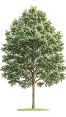 Obraz premium A lush, green deciduous tree stands tall against a white background, showcasing its full, healthy foliage and robust trunk