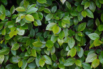 Wall of Leaves .Background