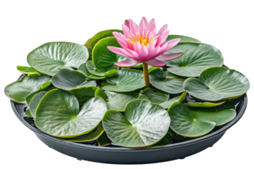 Serene pink water lily blooming beautifully in a dark grey bowl surrounded by vibrant green on transparent background
