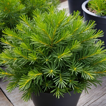 Marjoramis a cold-sensitive perennial herb or undershrub with sweet pine and citrus flavours