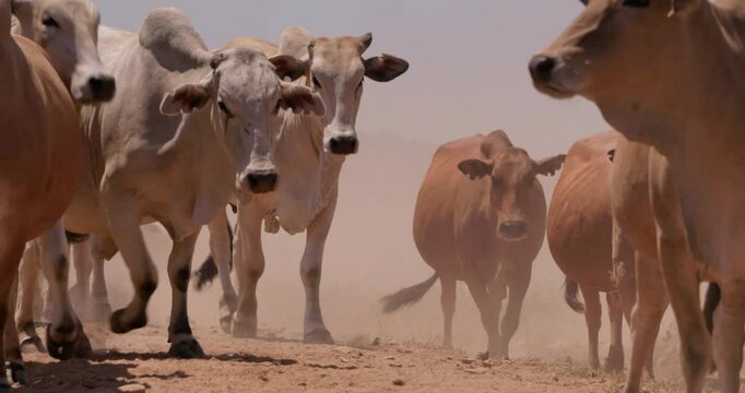 Wide shot of a herd of boran cattle (Bos indicus) walking in a dust cloud at evening in a kenyan plain