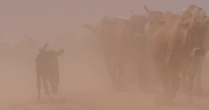 Close up follow shot of a drove of boran cattle (Bos indicus) bodies moving in a blanket of dust with calfs the afternoon in kenyan plain