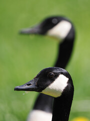 Obraz premium Close-up of a Canadian Goose with a shallow background.