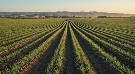 Expansive onion fields with neat rows stretching under soft sunlight in the countryside