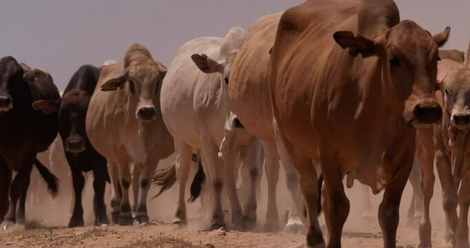 Wide shot of a flock of boran cattle (Bos indicus) walking across the grasslands of kenya during the evening in dust veil 