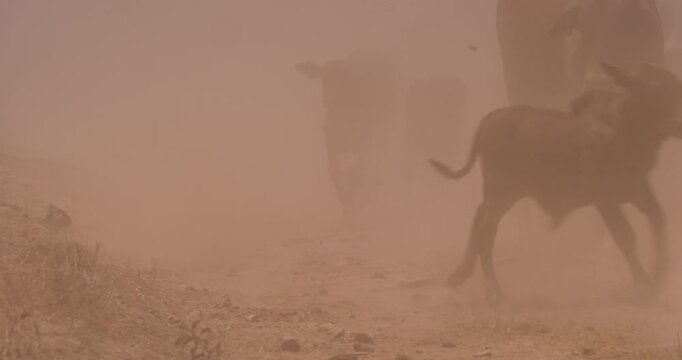 Close up tracking shot of a herd of boran cattle calves (Bos indicus) running in the savanna in a dust haze at evening in kenya