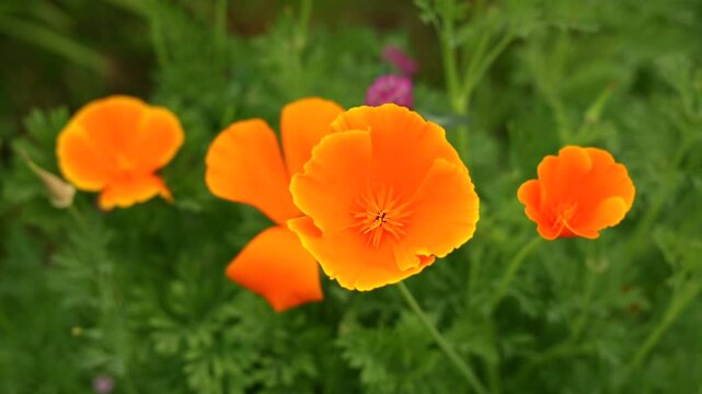 Un jardin d&eacute;voile des coquelicot orange, illuminant le paysage ensoleill&eacute; du printemps. La beaut&eacute; des fleurs apporte une touche de chaleur au cadre naturel.