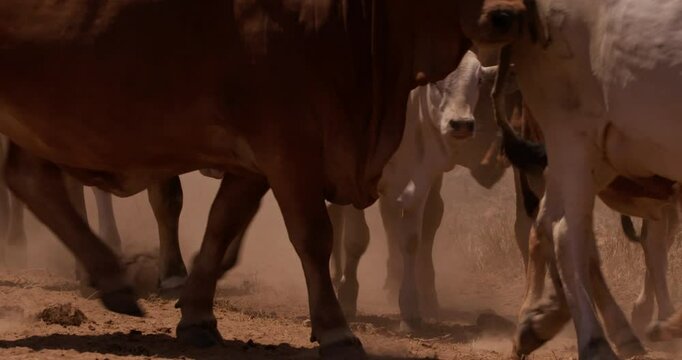 Close up shot of a group of boran cattle (Bos indicus) limbs walking in a veil of dust in the plains of kenya at afternoon
