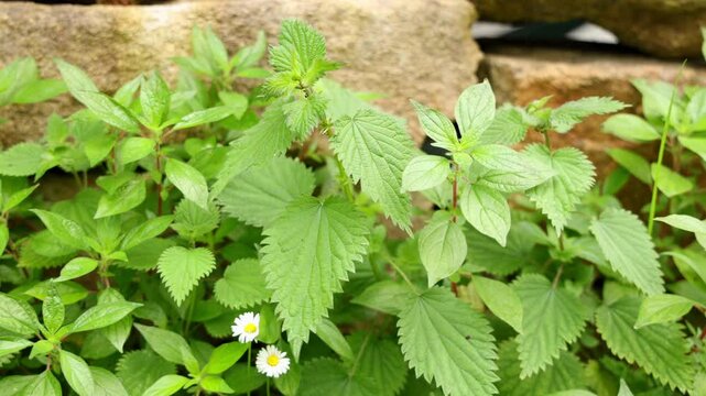 Des feuilles d'ortie verdoyantes se d&eacute;veloppent entre des rochers dans un jardin. L'ambiance printani&egrave;re r&eacute;v&egrave;le un aspect frais et naturel de la flore locale.