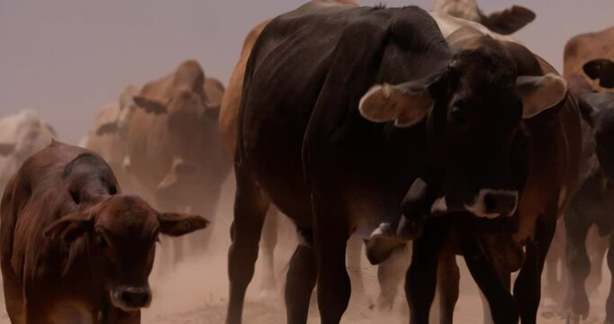 Wide shot of a grove of boran cattle (Bos indicus) moving as they crush dust in the plains of kenya during the afternoon