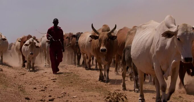 Wide shot of a ranch hand walking beside a herd of boran cattle (Bos indicus) in the savanna during the evening in kenya