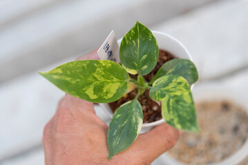 Closeup to fresh hybrid Philodendron florida beauty x mayoi x Squamiferum