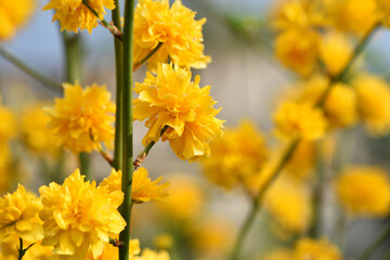 Kerria japonica. Yellow flowers Japanese kerria, vivid bush flowering in spring. Yellow flowers represent nature beauty, floral energy, seasonal inspiration. Natural decoration of city, flower bed