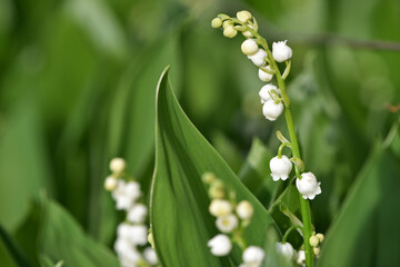 Lily of the valley close-up, detailed bright macro photo. Soft focus. The concept of spring, may, summer. Floral background. Mothers day. morning in the garden, forest flower. flowering season