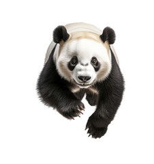 Naklejka premium Giant Panda Bear Closeup