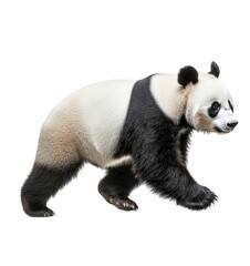 Giant Panda Walking