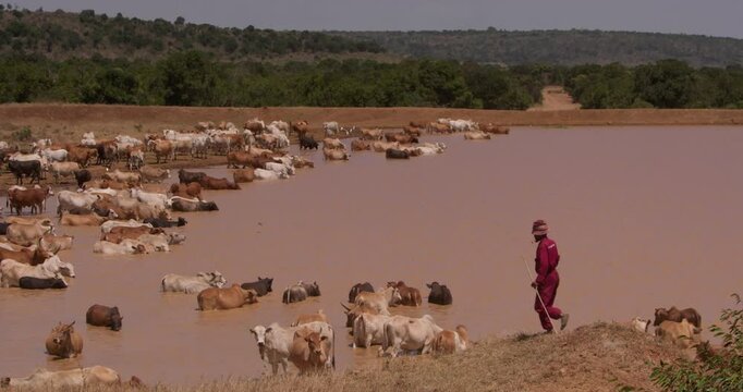 Extreme wide shot of a herdsman watching over flock of boran cattle (Bos indicus) drinking water in the savanna at the afternoon in kenya