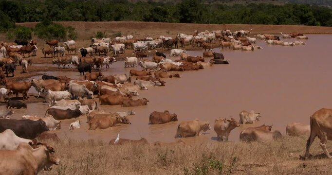Extreme wide shot of a herd of boran cattle (Bos indicus) moving to a water hole to drink in a plain during the afternoon in kenya