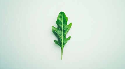 Fresh green arugula leaf placed on a soft white background highlighting its natural texture and vibrant color with no imperfections