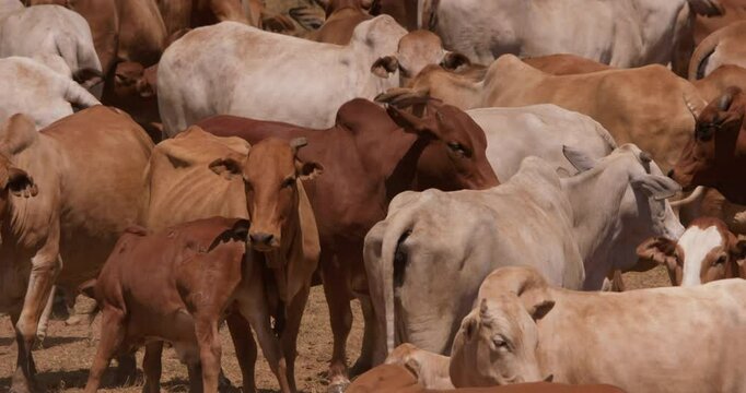 Wide shot of a drove of boran cattles (Bos indicus) moving about in the grasslands of kenya in the afternoon in kenya
