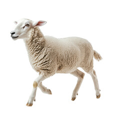 Fototapeta premium Running Sheep