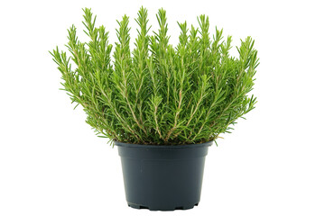 Vibrant rosemary plant in a dark pot a fresh herb ready for cooking against a black background on transparent background
