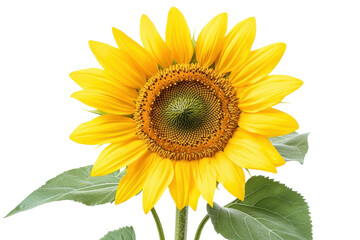 Fototapeta premium Vibrant Sunflower on Black Background a symbol of summer joy and warmth detailed petals and on transparent background