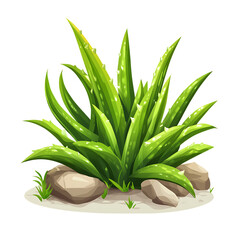 Obraz premium Clump of green aloe vera plant care