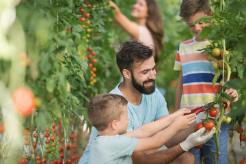 Family with two kids working in greenhouse with tomato