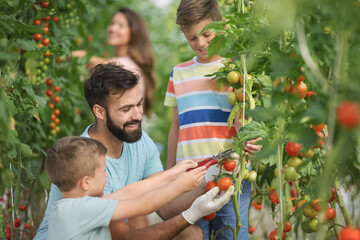 Family with two kids working in greenhouse with tomato