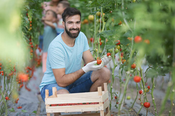 Family with two kids working in greenhouse with tomato