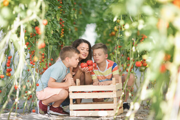 Obraz premium Family with two kids working in greenhouse with tomato