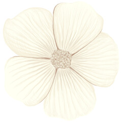 White Flower Spring Elemenet Illustration Png