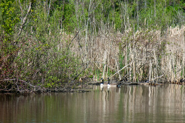 canada geese swimming in the river
