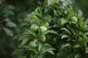 Obraz premium Green plums ripening on the tree in the sun. 