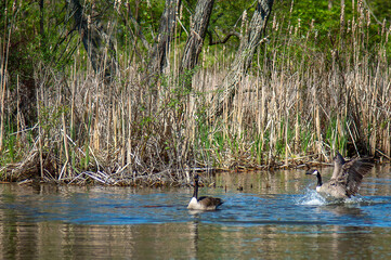 canada geese in the water