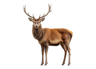 Obraz premium Mature Red Deer